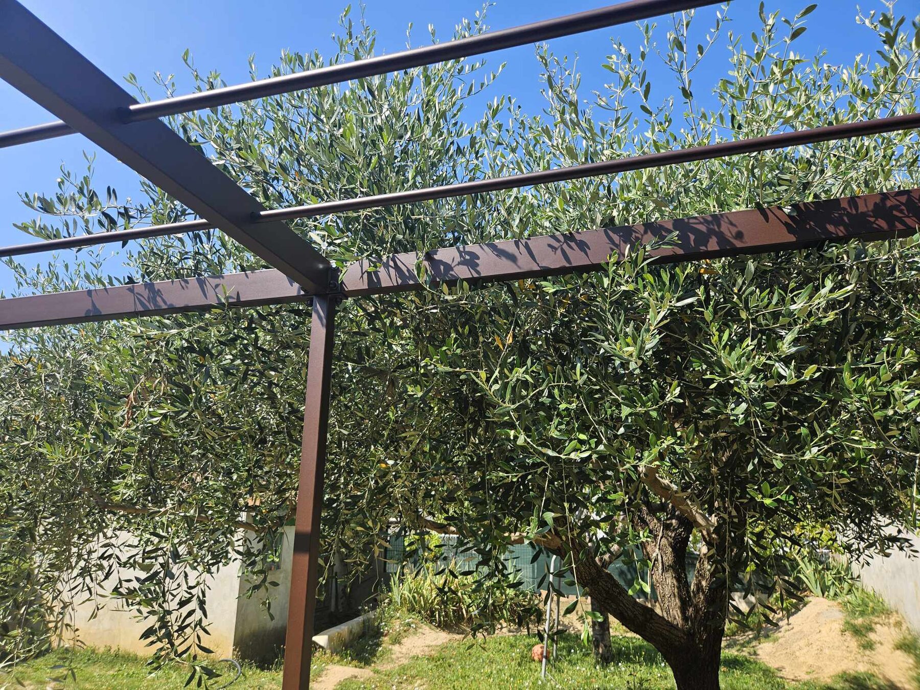 Structure de pergola métallique brune sous des oliviers